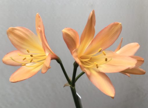 SH821 Mid to dark peach Clivia miniata - Image 2