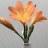 SH822 Dark peach Clivia miniata