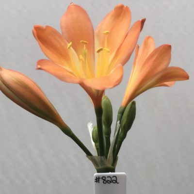 SH822 Dark peach Clivia miniata