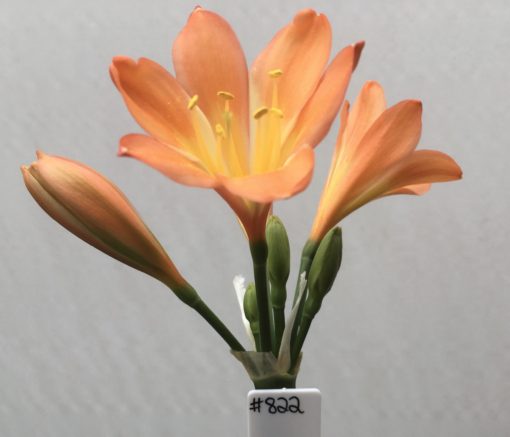 SH822 Dark peach Clivia miniata