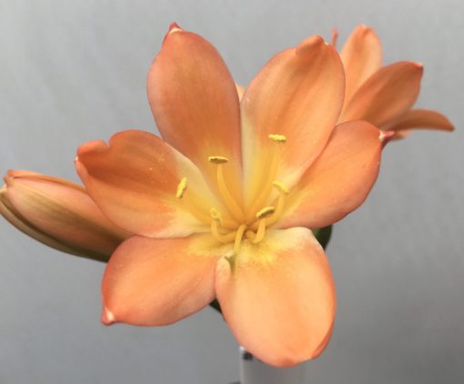 SH822 Dark peach Clivia miniata - Image 2