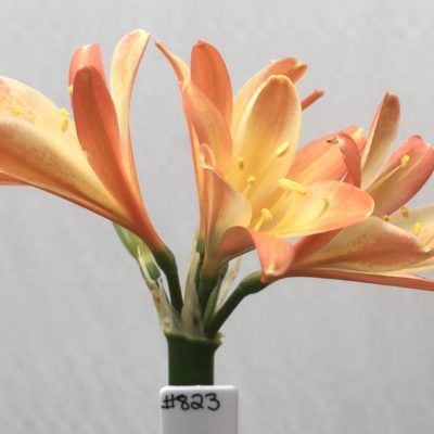 SH823 Dark peach Clivia miniata with mottled cream throat