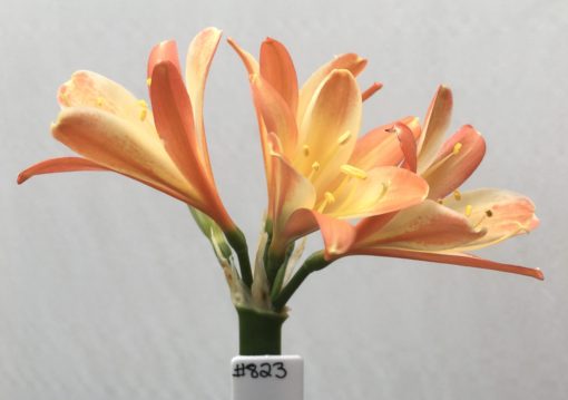 SH823 Dark peach Clivia miniata with mottled cream throat