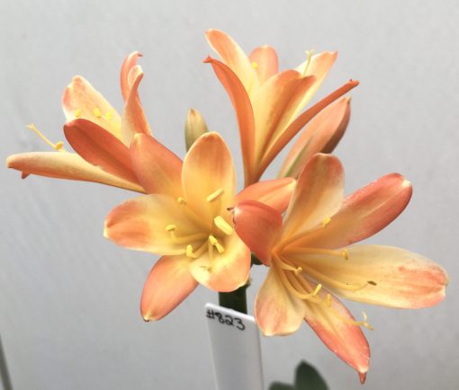 SH823 Dark peach Clivia miniata with mottled cream throat - Image 2