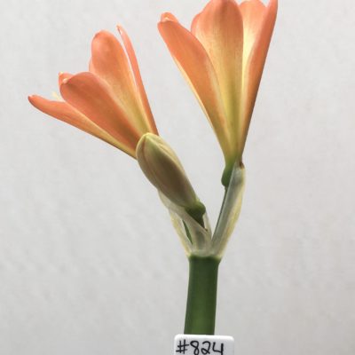 SH824 Orange Clivia miniata with cream throat