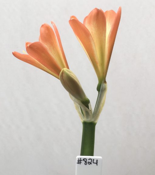 SH824 Orange Clivia miniata with cream throat