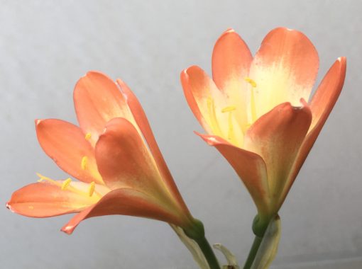 SH824 Orange Clivia miniata with cream throat - Image 2