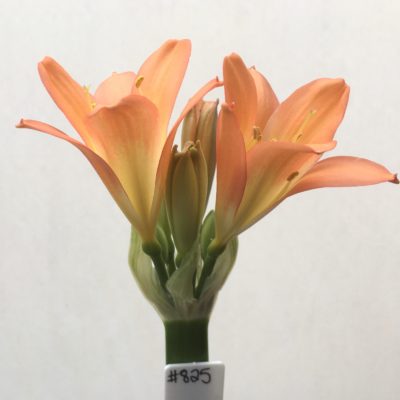 SH825 Orange Clivia miniata with mottles cream throat