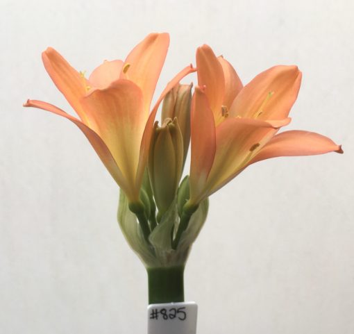 SH825 Orange Clivia miniata with mottles cream throat