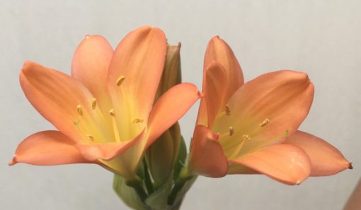SH825 Orange Clivia miniata with mottles cream throat - Image 2