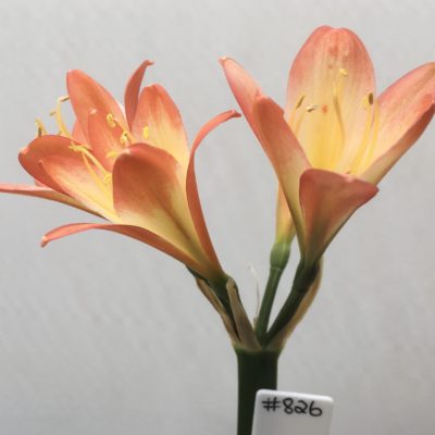 SH826 Orange Clivia miniata with mottled cream throat and an unusual flower