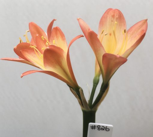 SH826 Orange Clivia miniata with mottled cream throat and an unusual flower