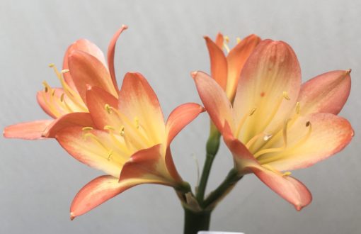 SH826 Orange Clivia miniata with mottled cream throat and an unusual flower - Image 2