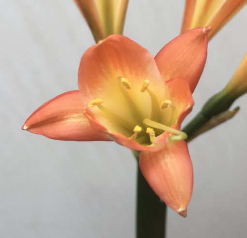 SH826 Orange Clivia miniata with mottled cream throat and an unusual flower - Image 3