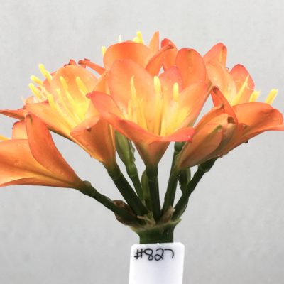 SH827 Dark peach Clivia miniata with small flowers