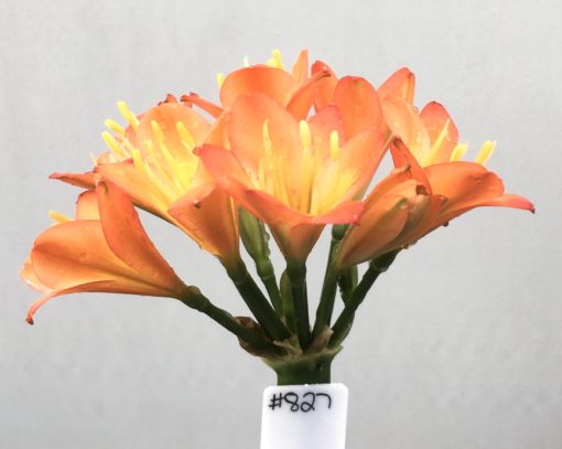 SH827 Dark peach Clivia miniata with small flowers