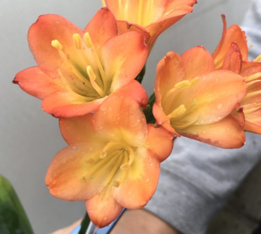 SH827 Dark peach Clivia miniata with small flowers - Image 2