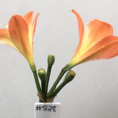 SH828 Orange Clivia miniata with orange to inside sepal tips and cream throat