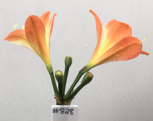 SH828 Orange Clivia miniata with orange to inside sepal tips and cream throat