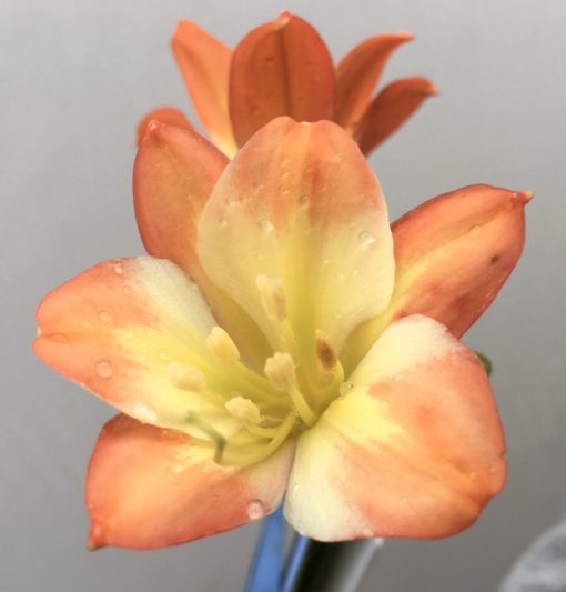 SH828 Orange Clivia miniata with orange to inside sepal tips and cream throat - Image 2