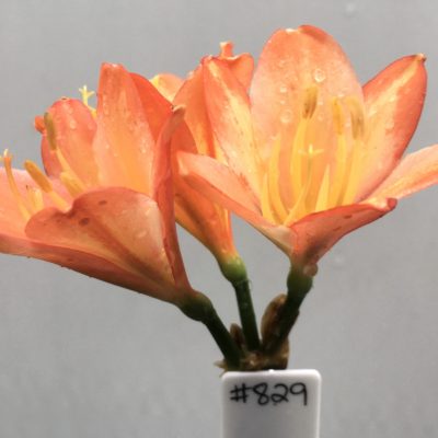 SH829 Dark peach Clivia miniata with cream throat