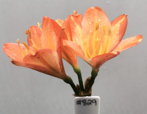 SH829 Dark peach Clivia miniata with cream throat
