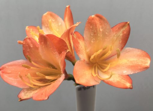 SH829 Dark peach Clivia miniata with cream throat - Image 2
