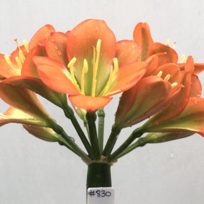 SH830 Dark orange/red Clivia miniata with green throat