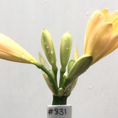 SH831 Light peach Clivia miniata
