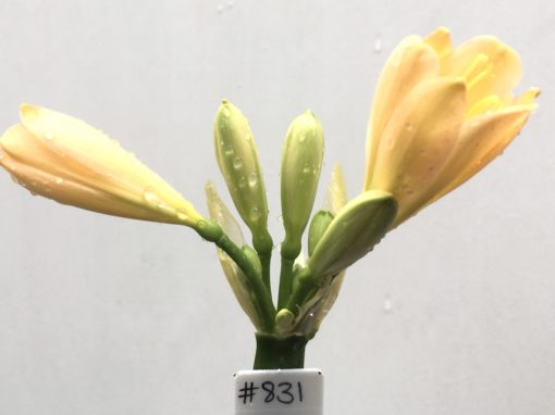 SH831 Light peach Clivia miniata