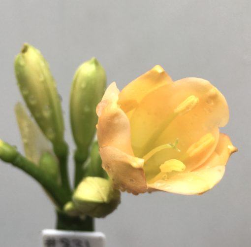 SH831 Light peach Clivia miniata - Image 2