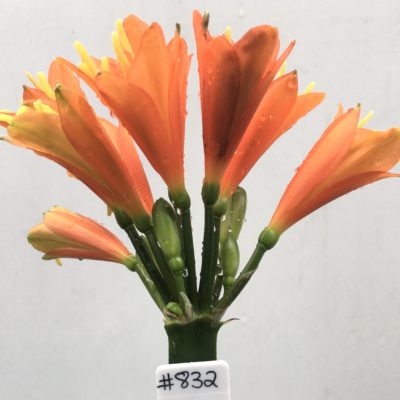SH832 Orange/red Clivia miniata with green tips