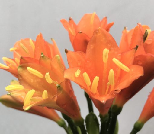 SH832 Orange/red Clivia miniata with green tips - Image 2