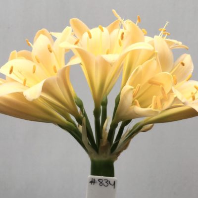 SH834 Light peach Clivia miniata with slight recurve
