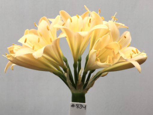 SH834 Light peach Clivia miniata with slight recurve