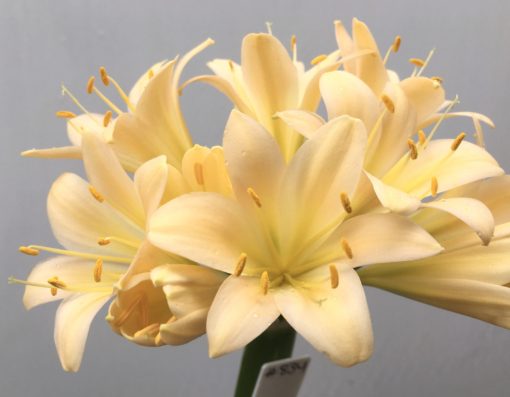 SH834 Light peach Clivia miniata with slight recurve - Image 2