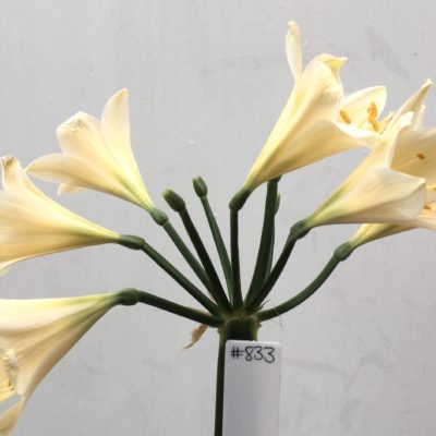 SH833 Cream Clivia miniata with yellow and slight peach tones