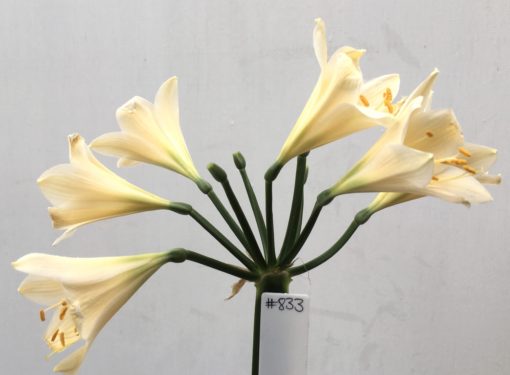 SH833 Cream Clivia miniata with yellow and slight peach tones
