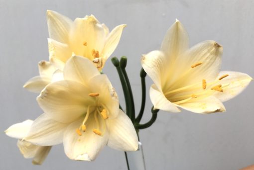 SH833 Cream Clivia miniata with yellow and slight peach tones - Image 2