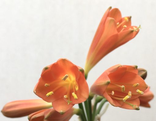 SH836 Orange Clivia miniata almost Interspecific in shape with green tips and very shallow yellow throat - Image 2