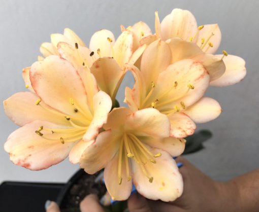 SH837 Pinky light peach Clivia miniata with leakage of anthocyanins throughout small flowers - Image 2