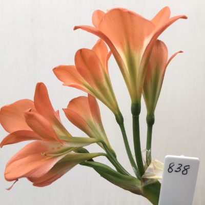 SH838 Mid orange Clivia miniata with slight pastel tones and green throat