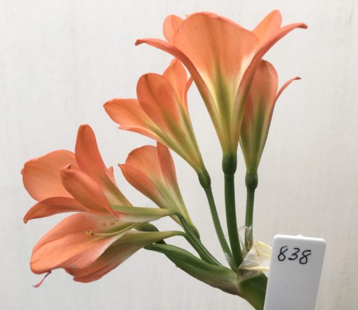 SH838 Mid orange Clivia miniata with slight pastel tones and green throat