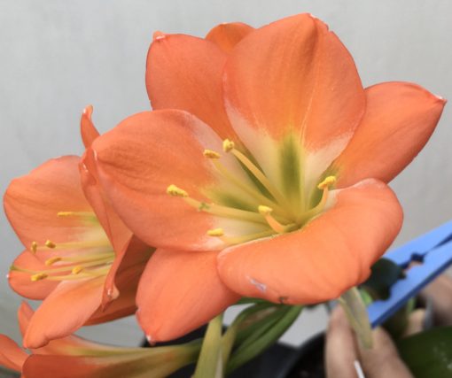 SH838 Mid orange Clivia miniata with slight pastel tones and green throat - Image 2