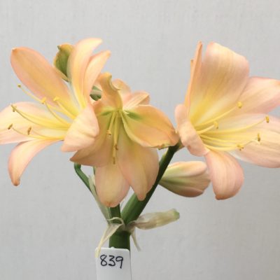 SH839 Pinky peach Clivia miniata with yellow throat, one flower showing strong chloroplasts and a twisted pedicel