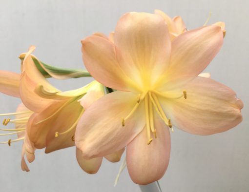 SH839 Pinky peach Clivia miniata with yellow throat, one flower showing strong chloroplasts and a twisted pedicel - Image 2