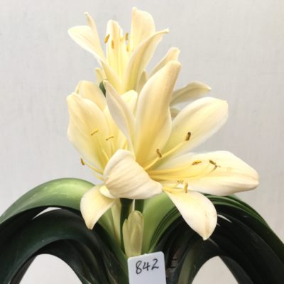 SH842 Very light peach Clivia miniata