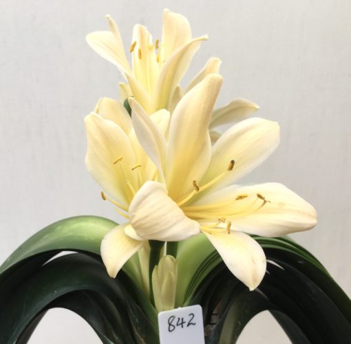 SH842 Very light peach Clivia miniata