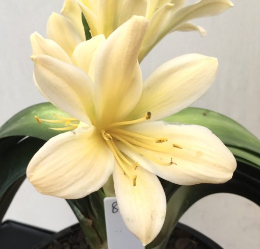 SH842 Very light peach Clivia miniata - Image 2