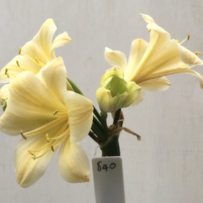 SH840 Cream Clivia miniata with recurve sepals and chloroplasts